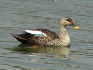 duck folded wings showing band of blue