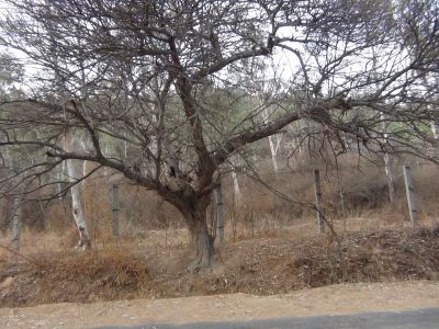 tree where spotted owlets live tree where spotted owlets live