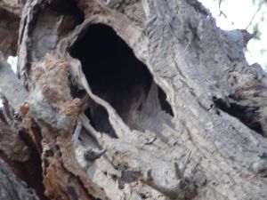 tree-hollow that probably homes the owlets is this the home of the spotted owlets