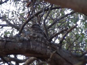Spot the Spotted owlet owlet difficult to spot because of the tree