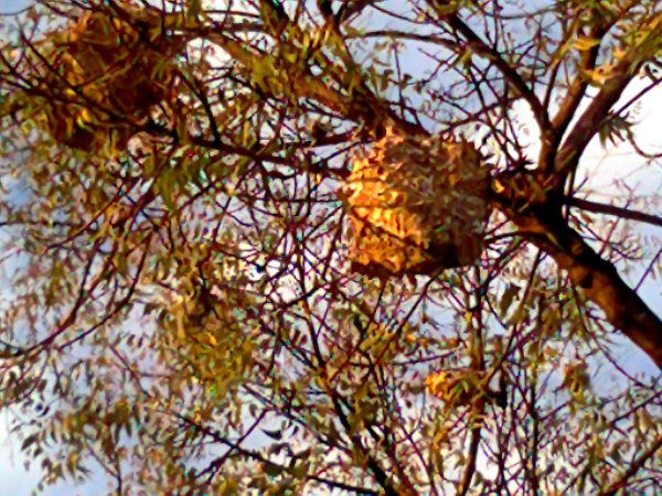 tree nest of weaver ant