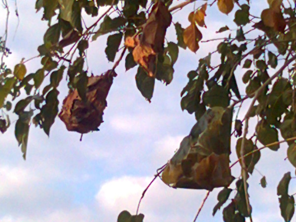 tree nest of weaver ant