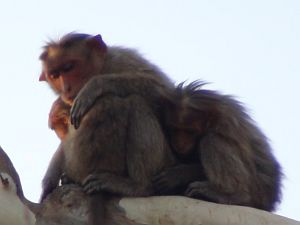 Monkeys and writing speculative fiction for persons outside India
